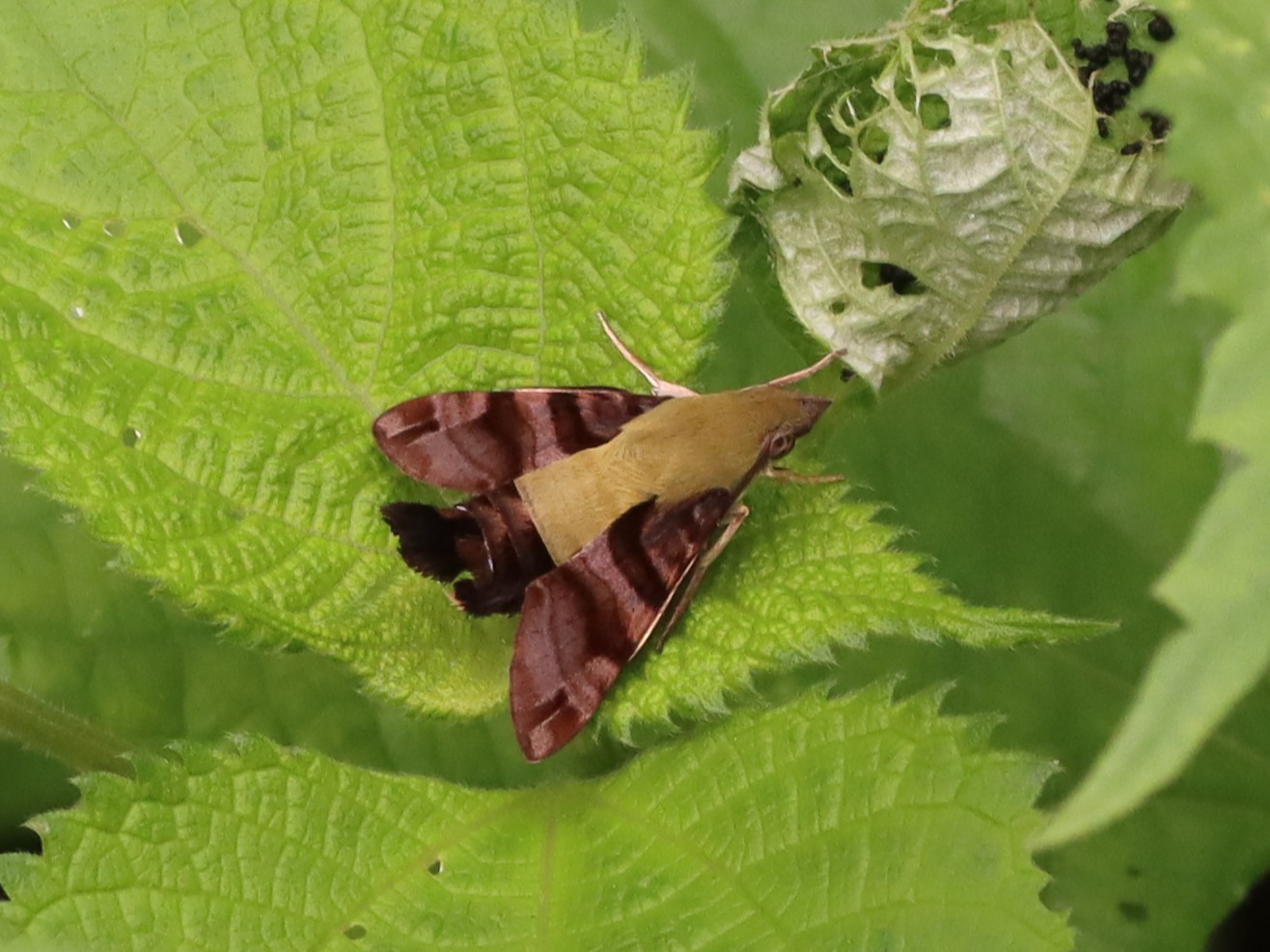 ヒメクロホウジャク